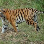 ഗവര്‍ണറെ കുതിരവട്ടത്തോ ഊളമ്പാറയിലോ കുറച്ചു ദിവസം താമസിപ്പിക്കണം; സര്‍വകലാശാലകളെ കാവി പുതപ്പിക്കാനുള്ള ചാന്‍സലറുടെ ശ്രമങ്ങളെ പല്ലും നഖവും ഉപയോഗിച്ച് എതിര്‍ക്കണം; രൂക്ഷ പരിഹാസവുമായി കെ.ടി. ജലീല്‍