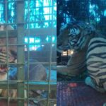 കനത്തമഴയിൽ ജലനിരപ്പ് കുതിച്ചുയർന്നു: മുല്ലപ്പെരിയാർ തുറക്കാൻ തീരുമാനം, ജാഗ്രത നിർദേശം പുറപ്പെടുവിച്ചു