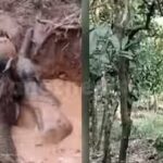 കാലിക്കറ്റ് സര്‍വ്വകലാശാല സെനറ്റ് യോഗം; ബിജെപി അനുകൂലികളാണെന്ന് ആരോപിച്ച് 5 അംഗങ്ങളെ എസ്എഫ്‌ഐ പ്രവര്‍ത്തകര്‍ തടഞ്ഞു; യുഡിഎഫ് മെമ്പര്‍മാരെ കടത്തി വിട്ടു;