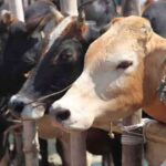 മാനസികാരോഗ്യ കേന്ദ്രത്തിൽ  സർഗാത്മകത നിറച്ച് ദയാപുരം  വിദ്യാർഥികൾ