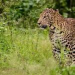 വണ്ടിപ്പെരിയാർ കേസ് ; കൊല്ലപ്പെട്ട ആറ് വയസുകാരിയുടെ മാതാപിതാക്കൾ മുഖ്യമന്ത്രിയെ കണ്ടു