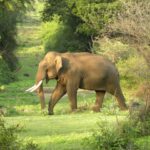 എല്ലാ ആശുപത്രികളിലും പണരഹിതചികിത്സ;ക്യാഷ്‌ലെസ് എവരിവേര്‍ ആരംഭിച്ച് ജിഐസി