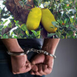 62മത് കേരള സംസ്ഥാന കലോത്സവത്തിൽ  സംസ്കൃതം സമസ്യ പൂരണത്തിൽ എ ഗ്രേഡ് നേടി കുന്ദമംഗലത്തിന്റെ മിടുക്കി തീർത്ഥ