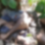 റോബിൻ ബസിനെതിരായ സർക്കാരിന്റെ അപ്പീൽ തള്ളി;സിംഗിൾ ബെഞ്ച് ഉത്തരവിനെതിരെയായിരുന്നു സർക്കാര്‍ അപ്പീൽ