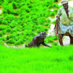 തിരുവനന്തപുരത്തും കോഴിക്കോടും മെട്രോ; കെ-റെയിൽ നടപ്പാക്കാൻ ശ്രമം തുടരും; കെ എൻ ബാലഗോപാൽ