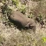 പഴയ കാല മുസ്ലിം ലീഗ് പ്രവര്‍ത്തകന്‍ ആനിക്കാട്ടൂമ്മല്‍ എ സി മജീദ് (66) നിര്യാതനായി; മയ്യത്ത് നിസ്‌കാരം രാവിലെ 10 മണിക്ക് ചൂലംവയല്‍ ജുമാ മസ്ജിദില്‍.