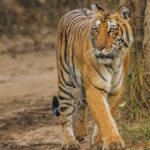 കൊടും ചൂട്; സംസ്ഥാനത്ത് ആറ് ജില്ലകളില്‍ യെല്ലോ അലര്‍ട്ട്