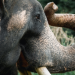 ഒരു നാട് മുഴുവൻ തേങ്ങി:പൊയ്യയിൽ കുഴിമണ്ണക്കടവിൽ ഒഴുക്കിൽപ്പെട്ടു മരിച്ചവരുടെ മൃതദേഹങ്ങൾ സംസ്ക്കരിച്ചു