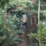 ആനയെ കാണുന്നുണ്ടെങ്കിലും ഉന്നംപിടിക്കാൻ പാകത്തിന് കിട്ടുന്നില്ല; ബേലൂർ മഖ്നയെ മയക്കുവെടി വയ്ക്കാനുള്ള ശ്രമം ഇന്നും തുടരും