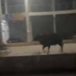 വയനാട്ടില്‍ ജനവാസ മേഖലയില്‍ കാട്ടാനയിറങ്ങി; ജനങ്ങള്‍ക്ക് ജാഗ്രതാ നിര്‍ദേശം; ആനയുടെ കഴുത്തില്‍ റേഡിയോ കോളര്‍