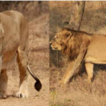 നരേന്ദ്ര മോദി നാളെ തലസ്ഥാനത്ത്; കേരള പദയാത്ര സമാപനസമ്മേളനം ഉദ്ഘാടനം ചെയ്യും; തിരുവനന്തപുരത്തെ സ്ഥാനാര്‍ഥിയെ പ്രഖ്യാപിച്ചേക്കും