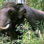 വർദ്ധിച്ചുവരുന്ന വന്യമൃഗങ്ങളുടെ ആക്രമണം,പ്രതിരോധ മാർഗങ്ങൾ ഒരുക്കും;കർണാടക, തമിഴ്‌നാട് സംസ്ഥാനങ്ങളുമായി കരാറിൽ ഒപ്പുവെച്ച് കേരളം