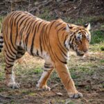 മലക്കപ്പാറ ആദിവാസി ഊരില്‍ കാട്ടാന ആക്രമണം: ഒരാള്‍ക്ക് ഗുരുതര പരിക്ക്