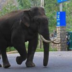 ഇലക്ട്രല്‍ ബോണ്ടില്‍ കൂടുതല്‍ വിവരങ്ങള്‍ പുറത്ത്; അന്വേഷണം നേരിടുന്ന കമ്പനികള്‍ വാങ്ങിയത് കോടിക്കണക്കിന് രൂപ