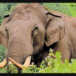 കര്‍ണാടക മുന്‍ മുഖ്യമന്ത്രി ബിജെപി വിട്ടേക്കും; മൈസൂരില്‍ കോണ്‍ഗ്രസ് സ്ഥാനാര്‍ത്ഥിയായേക്കും