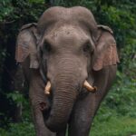 സ്വര്‍ണവില 50,000 രൂപയിലേക്ക്; പവന് 800 രൂപയാണ് ഇന്ന് വര്‍ധിച്ചത്