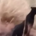 പൂക്കോട് വെറ്ററിനറി കോളേജിൽ വിദ്യാര്‍ത്ഥിയായ സിദ്ധാര്‍ത്ഥൻ മരിച്ച സംഭവം; കൂടുതല്‍ വിവരങ്ങളുമായി ആന്‍റി-റാംഗിങ് സ്ക്വാഡ്