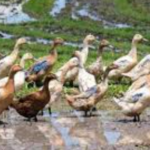 കേരളത്തിനെതിരെ മോദിക്കും രാഹുലിനും ഒരേ സ്വരം; സംസ്ഥാനത്തിന്റെ നേട്ടങ്ങളെ പ്രധാനമന്ത്രി നുണ കൊണ്ട് മൂടുന്നു: മുഖ്യമന്ത്രി