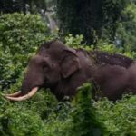 സ്വര്‍ണം വീണ്ടും സര്‍വകാല റെക്കോര്‍ഡില്‍; പവന്‍ വില 50,880 രൂപ