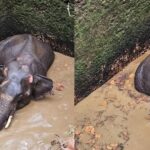 സ്വര്‍ണവില സര്‍വകാല റെക്കോര്‍ഡില്‍; ഒറ്റയടിക്ക് വര്‍ധിച്ചത് 800 രൂപ; പവന് 53,000 കടന്നു