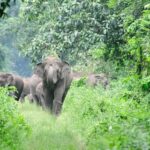 റോഡ് നന്നാക്കുമെന്നുള്ള വാഗ്ദാനം പാഴ് വാക്കായി,  വോട്ട് ചോദിച്ച് ഇത്തവണ ആരും വരേണ്ട;  പ്രതിഷേധമറിയിച്ച് കട്ടപ്പനക്കാർ