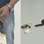 രാഹുലിന്റെ ഡിഎന്‍എ പരിശോധിച്ച് ഉറപ്പ് വരുത്തണം; ‘ഗാന്ധി എന്ന് ചേര്‍ത്ത് ഉച്ചരിക്കാന്‍ അര്‍ഹതയില്ലാത്ത നാലാംകിട പൗരന്‍’; പി വി അന്‍വര്‍