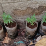 പന്നിക്കോട്ടൂരില്‍ റോഡില്‍ ഓടിക്കൊണ്ടിരിക്കുന്ന കാറിന് നേരെ കാട്ടുപോത്തിന്‍റെ ആക്രമണം; യാത്രക്കാര്‍ അത്ഭുതകരമായി രക്ഷപ്പെട്ടു