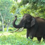പന്തീര്‍പാടത്ത് നിയന്ത്രണം വിട്ട ലോറി മരത്തിലിടിച്ചു