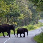 ഹെലികോപ്റ്റർ അപകടത്തിൽപെട്ട ഇറാൻ പ്രസിഡന്റ് ഇബ്രാഹിം റെയ്സി കൊല്ലപ്പെട്ടു; സ്ഥിരീകരിച്ച് ഇറാൻ മാധ്യമങ്ങള്‍