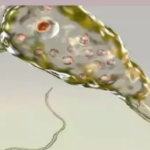 പെരിയാറില്‍ രാസമാലിന്യം കലര്‍ന്നു; മത്സ്യങ്ങള്‍ കൂട്ടത്തോടെ ചത്തൊടുങ്ങുന്നു