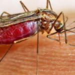 മന്ത്രവാദത്തിന്റെ മറവില്‍ പീഡനം; പ്രതി പിടിയില്‍