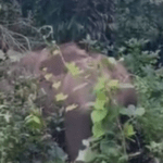 ഡല്‍ഹിയില്‍ മഴക്കെടുതിയില്‍ മരിച്ചവരുടെ എണ്ണം 11 ആയി ഉയര്‍ന്നു