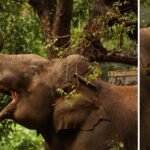 സുരേഷ് ഗോപിയെ ഡല്‍ഹിക്ക് വിളിപ്പിച്ച് ബിജെപി ദേശീയ നേതൃത്വം; മന്ത്രിയാകുമെന്ന് റിപ്പോര്‍ട്ട്