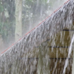 മൂന്നു ദിവസം മുന്‍പ് കാണാതായി; യുവതി പെരുമ്പാമ്പിന്റെ വയറ്റില്‍ മരിച്ച നിലയില്‍; പുറത്തെടുത്തു