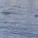 കെ.പി.സി സി പ്രസിഡന്റ് കെ. സുധാകരൻ കാന്തപുരവുമായി കൂടികാഴ്ച്ച നടത്തി