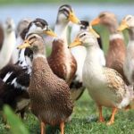 ഫാസിസ്റ്റ് ഭീകരതെക്കതിരെ ഒന്നിക്കുക-ഐ എൻ എൽ കോഴിക്കോട് ജില്ലാ കമ്മിറ്റി