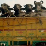 സംസ്ഥാനത്ത് ക്ഷേമപെന്‍ഷന്‍ വിതരണം ഇന്ന് ആരംഭിച്ചു