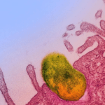 നിപ പ്രതിരോധം: മന്ത്രി വീണാ ജോര്‍ജിന്റെ നേതൃത്വത്തില്‍ ഉന്നതതല യോഗം ചേര്‍ന്നു