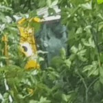 മലപ്പുറത്ത് നിപ; കുട്ടിയുടെ നില ഗുരുതരം; സമ്പര്‍ക്കപ്പട്ടിയില്‍ 246 പേര്‍; രണ്ടുപേര്‍ക്ക് രോഗലക്ഷണങ്ങള്‍; ആരോഗ്യമന്ത്രി