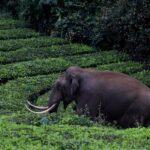 സ്മാര്‍ട് സിറ്റി പദ്ധതി അവസാനിപ്പിക്കാനുള്ള സര്‍ക്കാര്‍ തീരുമാനം ദുരൂഹം; വി ഡി സതീശന്‍