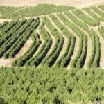 തിരുവനന്തപുരത്ത് റോഡ് മുറിച്ചുകടക്കുന്നതിനിടെ രണ്ട് ബസുകള്‍ക്കിടയില്‍ കുടുങ്ങി മധ്യവയസ്‌കന് ദാരുണാന്ത്യം