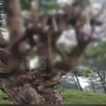 ചോദ്യപേപ്പര്‍ ചോര്‍ച്ച കേസ്: എംഎസ് സൊല്യൂഷന്‍സ് സിഇഒ ഷുഹൈബിന്റെ ബാങ്ക് അക്കൗണ്ടുകള്‍ മരവിപ്പിച്ച് ക്രൈംബ്രാഞ്ച്