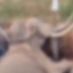 ആശമാര്‍ക്ക് ആശ്വാസം; ജനുവരിയിലെ ഓണറേറിയം അനുവദിച്ചു; സര്‍ക്കാര്‍ നടപടി സമരം തുടങ്ങി 18ാം ദിവസം