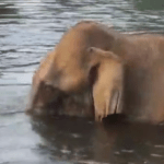 കമ്പമലയില്‍ വീണ്ടും തീപിടിത്തം; ദുരൂഹതയെന്ന് മാനന്തവാടി ഡിഎഫ്ഒ