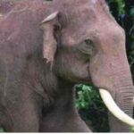 കണ്ണൂരില്‍ പനി ബാധിച്ച എട്ട് മാസം പ്രായമായ കുഞ്ഞിന് നല്‍കിയത് മൂന്ന് മടങ്ങ് ഡോസ് കൂടിയ മരുന്ന്; പിഞ്ചുകുഞ്ഞ് ഗുരുതരാവസ്ഥയില്‍