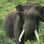 ഷഹബാസിനെ അക്രമിച്ചത് നഞ്ചക്ക് ഉപയോഗിച്ച്, ബൈക്കില്‍ പോകുമ്പോള്‍ തന്നെ ഛര്‍ദ്ദിച്ചു: കോഴിക്കോട് റൂറല്‍ എസ്പി