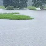 കൂത്താട്ടുകുളത്ത് മരം വീണ് തൊഴിലുറപ്പ് തൊഴിലാളി മരിച്ചു