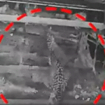 നെടുമങ്ങാട് അമ്മയെ മകന്‍ ചവിട്ടിക്കൊന്നു