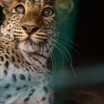 കൂത്താട്ടുകുളത്ത് മരം വീണ് തൊഴിലുറപ്പ് തൊഴിലാളി മരിച്ചു