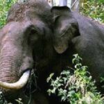 വിമാന ദുരന്തത്തില്‍ മരിച്ച രഞ്ജിതയെ അപമാനിച്ച ഡെപ്യൂട്ടി തഹസില്‍ദാര്‍ അറസ്റ്റില്‍